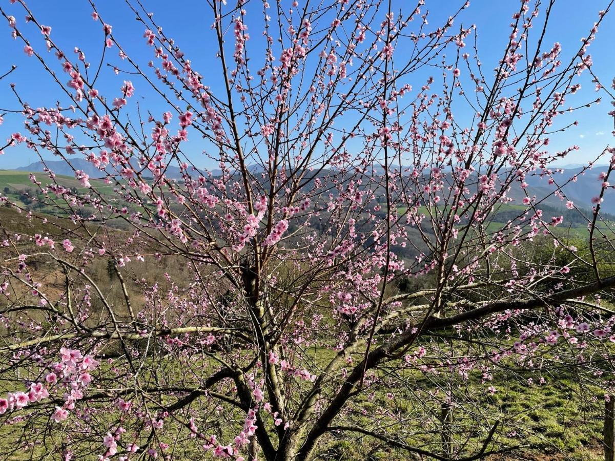 Apartamentos Rurales Casa Pajulon Tineo Dış mekan fotoğraf